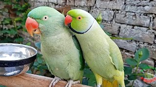 Talking Indian Ringneck Parrot Mithu Tu Tu Tu [upl. by Zizaludba]