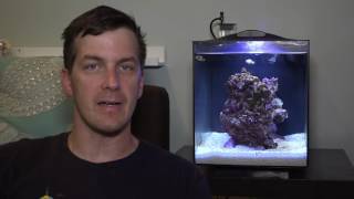 HOW TO Cycle a Fluval Sea EVO Aquarium ft Mr Saltwater Tank [upl. by Nennarb440]