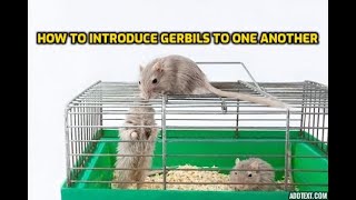 How To Introduce Gerbils To One Another [upl. by Kassity708]