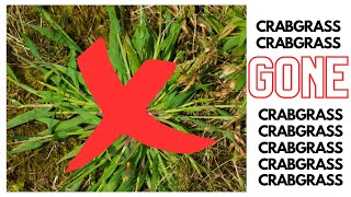 KILL IT NOW Crabgrass Dallisgrass Nutsedge Poa Treatment Options [upl. by Sayette]