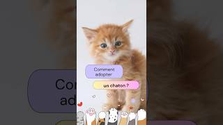 Comment adopter un chaton  chaton adopteunchat [upl. by Godding6]