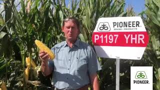 Pioneer Maize P1197 AJ Steyn [upl. by Ardnahcal]