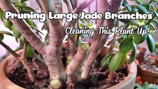 Pruning My Large Jade  Cleaning Up Some Bending Branches [upl. by Polk]