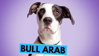 Bull Arab  TOP 10 Interesting Facts [upl. by Burman]