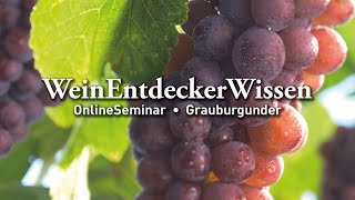 🍇Grauburgunder🍇– WeinEntdeckerWissen OnlineSeminar [upl. by Aubry958]