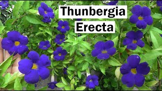 Thunbergia Plant Thunbergia erecta Kings mantle Bush Clock Vine How to Grow Thungbergia Plant [upl. by Salter109]