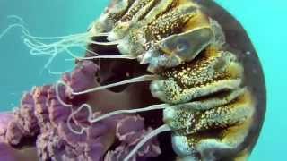 Diving with Black Sea Nettle Jellyfish  Chrysaora achlyos [upl. by Leesa]