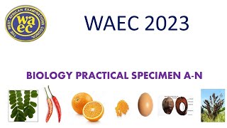 WAEC BIOLOGY PRACTICAL SPECIMEN  2023 [upl. by Paradies]