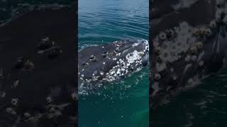 Funny Humpback Calf playing with boat [upl. by Saul813]