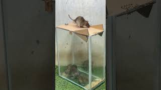 Best home mouse trapbest mouse trap idea [upl. by Musa]