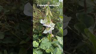 Crotolaria verrucosa a medicinal plant of Odisha medicinal mahanadiriver odisha [upl. by Imim506]