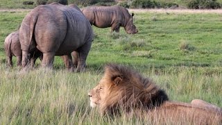 Rhino vs Lion on African Safari [upl. by Llerehc]