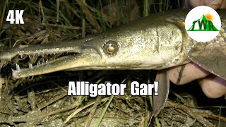 The Alligator Gar Everything You Need To Know 4K [upl. by Freiman864]