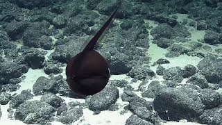 Gulper Eel Balloons Its Massive Jaws  Nautilus Live [upl. by Nicoline]