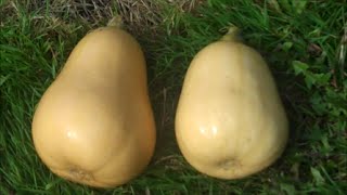 How to Grow Butternut Squash [upl. by Giana]