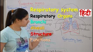 Respiratory system anatomy amp physiology in hindi  Organs  structure  functions [upl. by Sirac147]