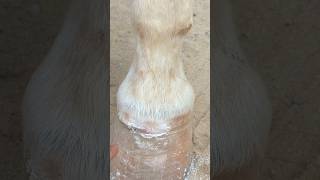 Making the horses hoof soft and smooth by lightly brushing it 🐎🙏❣️ horsegrooming hoofcare [upl. by Bartlet]