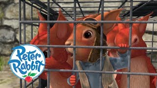 Peter Rabbit  The Great Squirrel Rescue Mission  Cartoons for Kids [upl. by Oakleil735]