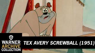 Daredevil Droopy  Tex Avery Screwball  Warner Archive [upl. by Lody]