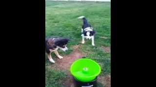 Dogs fetching with GoDogGo G4 Automatic Ball Launcher on Day One [upl. by Shipley]