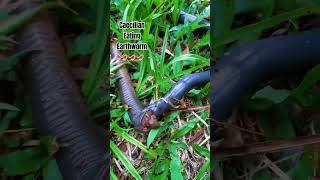 Caecilian Trying To Eat Earthworm 🪱🪱🪱 [upl. by Standley]