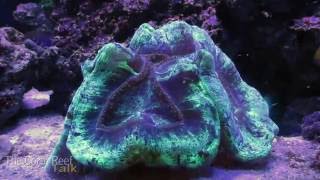 Brain Coral Time Lapse [upl. by Merissa]