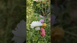 Garden  rooftop nature rooftop youtubeshorts reels viralvideo [upl. by Ahsiened598]