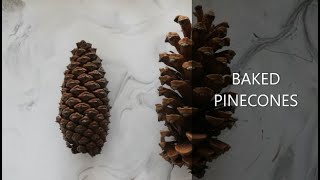 How to open Pine cones [upl. by Vadnee944]