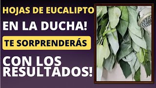 ✅ BENEFICIOS sorprendentes de colocar hojas de EUCALIPTO bajo la ducha🌿 [upl. by Nahtaj]