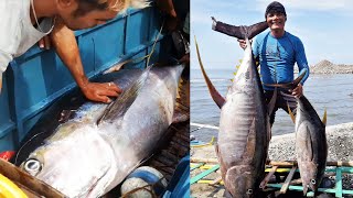 Giant Yellowfin Tuna Catch  Amazing Tuna Fishing  Handline Traditional Tuna Fishing [upl. by Airotciv880]