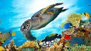 Beautiful Relaxing Music Underwater Tropical fish Coral reefs Sea Turtles in 4k by Tim Janis [upl. by Wind]