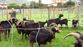 PELEA DE CHIVOS el macho cabríoCHIVOS FIGHT the goat [upl. by Neibart]