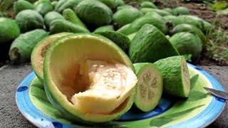 Feijoas  Pineapple Guava Plants amp Fruit [upl. by Singleton]