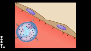 The Basic Inflammatory Response [upl. by Hendrika592]