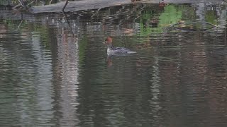 Hooded Mergansers Parc omega [upl. by Olbap589]