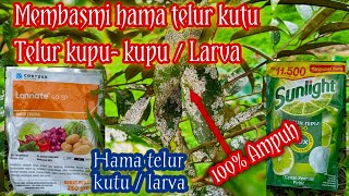 Membasmi hama telur kutu larva sampai tuntas dengan sunlight  jk farm [upl. by Lari]