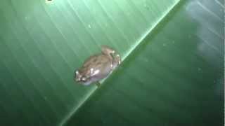 Coqui Pitito Eleutherodactylus cochranae  Whistling Coquí [upl. by Rodina]