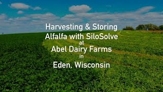 Harvesting amp Storing Alfalfa with SiloSolve  Abel Dairy Farms [upl. by Jehoash]