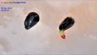 Venus fly trap water germination Video remake [upl. by Lisbeth]