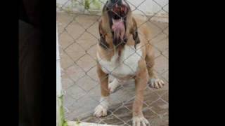 Fila Brasileiro  Dunga do Itanhandu [upl. by Muhammad]