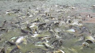 FOOD FEED TO PANGASIUS FISH [upl. by Refotsirhc]