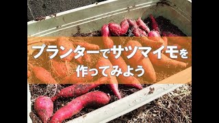 プランターでサツマイモを作ってみよう【育て方を解説】 [upl. by Ihcego]