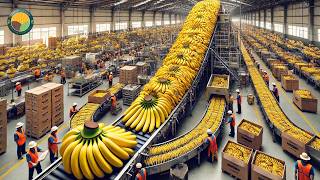 How to Harvest Bananas Using Cableway Systems  Banana Processing in Factory  Farming Documentary [upl. by Sezen]