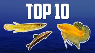 10 Top Dwelling Fish for Your Aquarium [upl. by Elana]