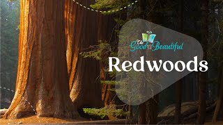 Fun Facts About Redwood Trees  Botany  The Good and the Beautiful [upl. by Arahas]