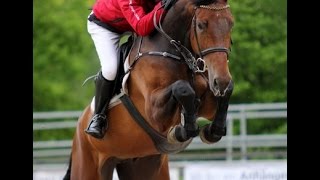 2009 Holsteiner jumper gelding 135 cm level 163 hh wwwsporthorsesonlinecom [upl. by Aranahs692]