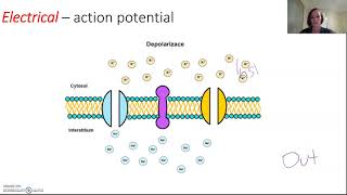 Signal transduction in neurones [upl. by Jasun]