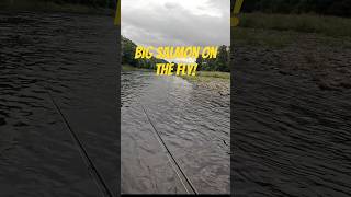 Catching big Atlantic salmon on the fly fishing river flyfishing scotland [upl. by Estrin]