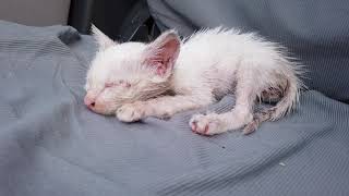 Abandoned Kitten  A hungry kitten covered in cooking oil I found at a McDonalds Drive Thru [upl. by Aleunamme878]