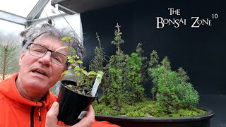 Pruning My Bog Forest and Repotting My Lantana The Bonsai Zone March 2023 [upl. by Mihcaoj717]